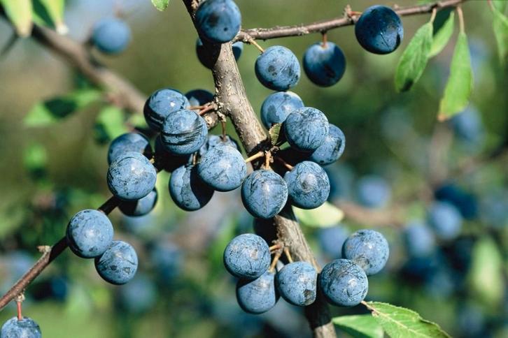 Sleedoorn ‘Nittel’, Tuin en Terras, Planten | Fruitbomen, Minder dan 100 cm, Ophalen of Verzenden