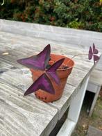 Oxalis Triangularis - Klaverzuring, Bloeiende kamerplant, Ophalen, Halfschaduw, Minder dan 100 cm