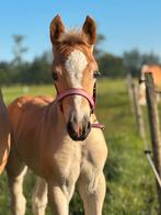 Tk: Haflinger merrieveulen, Dieren en Toebehoren, Pony's, Merrie, Recreatiepony, Gechipt, 0 tot 2 jaar