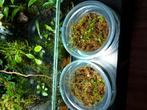 Peperomia emarginella, Ophalen of Verzenden, Halfschaduw, Minder dan 100 cm