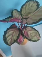 Calathea + yellow pot, Ophalen, Overige soorten, Minder dan 100 cm