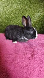Lief voedstertje van 11 weken oud, Dieren en Toebehoren, Konijnen, Vrouwelijk, Middelgroot, 0 tot 2 jaar