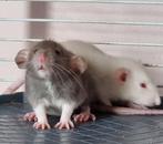 Jonge rittens ratjes uit huiselijke sfeer en handtam, Dieren en Toebehoren, Knaagdieren, Rat, Augustus, Meerdere dieren, Tam