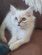 Ragdoll katertje met stamboom ,chocolate lynx mink., Kater, Met stamboom