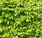 Haagbeuk - Carpinus Betulus in alle maten leverbaar, Ophalen of Verzenden, Haagbeuk, Haag, 100 tot 250 cm