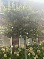 Leibeuk - Fagus Sylvatica     Leiboom, Volle zon, Bloeit niet, Leiboom, Ophalen of Verzenden