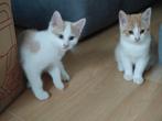 Kittens te koop, Dieren en Toebehoren, Meerdere dieren, Kortharig, 0 tot 2 jaar