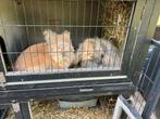 Teddy Widder + kruising Vos&Leeuwenkop met hok+accessoires, Dieren en Toebehoren, Konijnen, Vrouwelijk, Dwerg, Hangoor, 0 tot 2 jaar