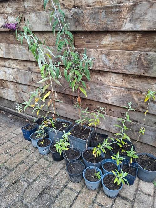 Vlinderstruiken paars en wit, Tuin en Terras, Planten | Tuinplanten, Volle zon, Zomer, Ophalen