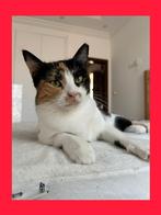 Lieve knuffelpoes gered van straten Dubai zoekt gouden mand, Dieren en Toebehoren, Katten en Kittens | Overige Katten, Poes