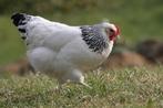 Sussex Columbia Hennen en hanen, Dieren en Toebehoren, Pluimvee, Meerdere dieren, Kip