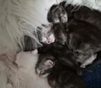 Marine coon, Dieren en Toebehoren, Katten en Kittens | Raskatten | Korthaar, Meerdere dieren