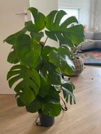 Prachtige plant, Huis en Inrichting, Kamerplanten, Ophalen of Verzenden, Halfschaduw, Minder dan 100 cm