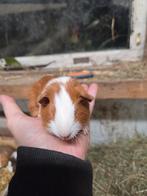 Te koop diverse soorten cavia's zeugjes beertjes, Dieren en Toebehoren, Knaagdieren, September, Meerdere dieren, Cavia