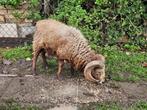 Stamboek Ouessant Quessant lieve ram bruin, Dieren en Toebehoren, Schapen, Geiten en Varkens, Mannelijk, Schaap, 3 tot 5 jaar