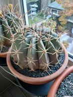 Mooie grote cactus pot 30 cm, Ophalen, Overige soorten, Volle zon
