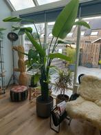 Grote kamerplant, Huis en Inrichting, Kamerplanten, Ophalen, Halfschaduw