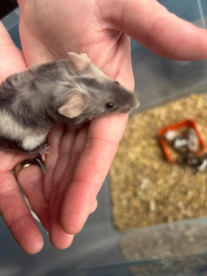 Zsm Nog 1 laatste man muis gratis op te halen met kooi, Dieren en Toebehoren, Knaagdieren, Mannelijk, Muis, Januari