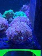 Hamer oranje koraal, Overige typen