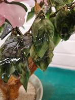 bonsai van glas jade vintage in cleadon pot groot, Huis en Inrichting, Ophalen of Verzenden, 'T Olde Gre-j, Info@toldegrej.nl