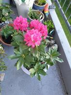 Plant, Tuin en Terras, Planten | Tuinplanten, Ophalen, Overige soorten, Volle zon