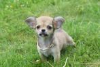 Chihuahua pups langharig direct beschikbaar, Rabiës (hondsdolheid), 15 weken tot 1 jaar, Buitenland, Meerdere
