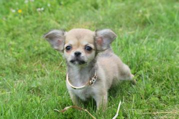 Chihuahua pups langharig direct beschikbaar beschikbaar voor biedingen