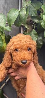 Mini australian labradoodle, Rabiës (hondsdolheid), Overige rassen, 8 tot 15 weken, Meerdere