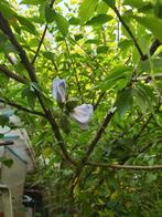 Hibiscus stekken te koop!, Tuin en Terras, Planten | Tuinplanten, Ophalen