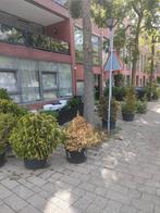 Plant planten en meer planten, Ophalen