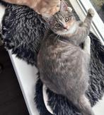 Kitten/poes, Dieren en Toebehoren, Katten en Kittens | Overige Katten, Poes