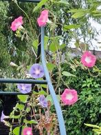 Ipomoea  kleuren mix, Ophalen of Verzenden, Voorjaar, Volle zon, Zaad