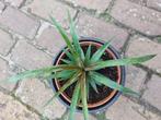 Ananasplant in pot, Fruitplant, In pot, Minder dan 100 cm, Halfschaduw