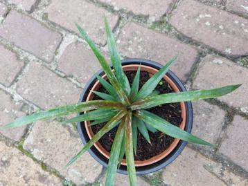 Ananasplant in pot beschikbaar voor biedingen