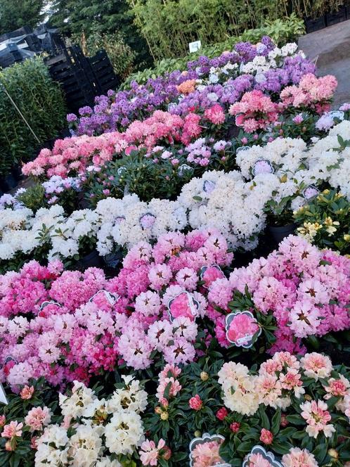 Rhododendron diverse soorten, Tuin en Terras, Planten | Tuinplanten, Overige soorten, Halfschaduw, Zomer, Ophalen