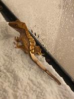 Jonge wimpergekko nr. 1 (vermoedelijk 0.1), Dieren en Toebehoren, Hagedis, Tam, 0 tot 2 jaar