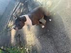 Dekreu American Bully, Rabiës (hondsdolheid), Reu, Eén hond, 3 tot 5 jaar