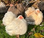 Cochin kriel broedeieren, Geslacht onbekend, Kip