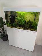 Aquarium (215 liter) inclusief toebehoren, Ophalen, Gebruikt, Gevuld zoetwateraquarium