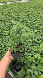 Pachysandra Terminalis - diverse varianten 9cm SUPER, Ophalen of Verzenden, Overige soorten, Volle zon