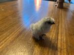 USA zijdehoen kuikens, Meerdere dieren, Kip