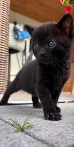 Leuke kittens (momenteel allemaal gereserveerd), Dieren en Toebehoren, Katten en Kittens | Overige Katten