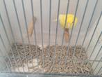 Kanaries, Dieren en Toebehoren, Mannelijk, Kleurkanarie
