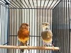 Mooie koppel Kanaries, Meerdere dieren, Kleurkanarie