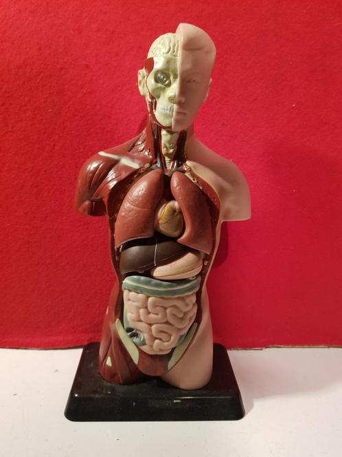 medisch anatomisch model menselijk lichaam, Antiek en Kunst, Curiosa en Brocante, Ophalen of Verzenden