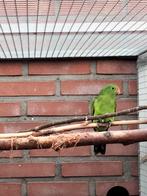 Te koop jonge rood vleugel parkiet, Dieren en Toebehoren, Vrouwelijk, Parkiet, Geringd