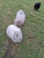 Ouessanten ooien, Meerdere dieren, Schaap