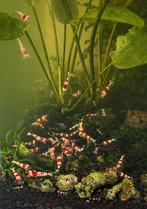 Te koop: Crystal Red Caridina garnalen (A-grade), Dieren en Toebehoren, Kreeft, Krab of Garnaal, Zoetwatervis, Schoolvis