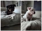 Prachtige pocket American Bully pups met stamboom, België, Particulier, Rabiës (hondsdolheid), Overige rassen