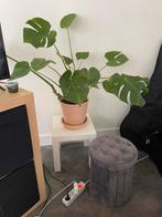 Ikea table and monstera plant, Huis en Inrichting, Woonaccessoires | Zuilen en Pilaren, Ophalen, Zo goed als nieuw